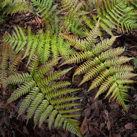 Dryopteris erythrosora 2