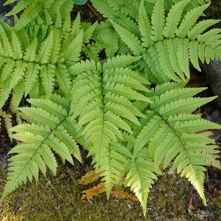 Dryopteris erythrosora 3
