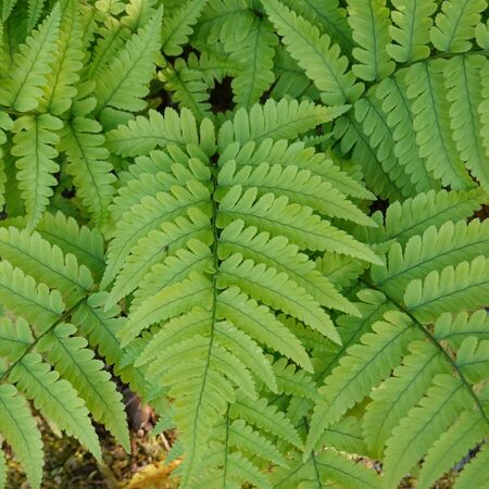 Dryopteris erythrosora 4