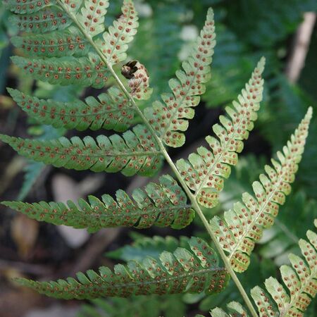 Dryopteris erythrosora 5