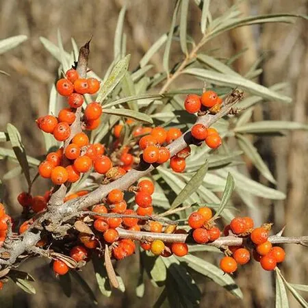 Hippophae Rhamnoides 1