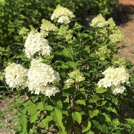 Hydrangea Limelight 2