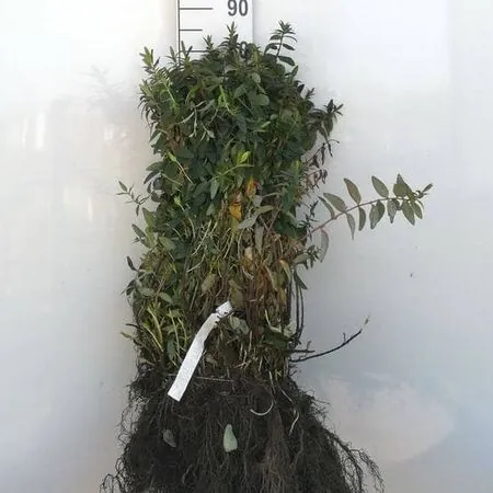 Hypericum Hidcote Bare Root Actual