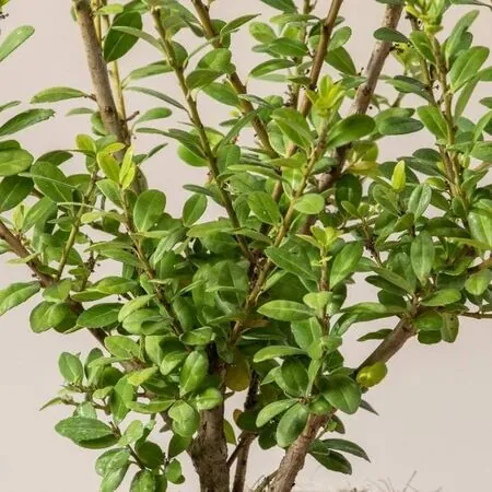 Ilex crenata Caroline Upright