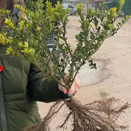 Ilex crenata Caroline Upright 2