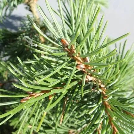 Picea Omorika 1