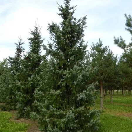 Picea Omorika 3
