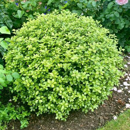 Pittosporum Golf Ball