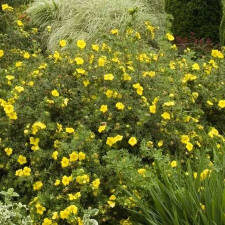 Potentilla Goldfinger 2