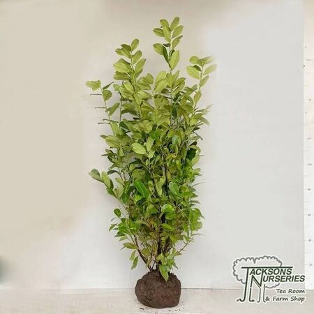 Prunus Rotundifolia Rootballed
