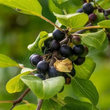 Rhamnus cathartica 1