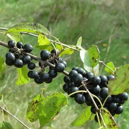 Rhamnus cathartica 3
