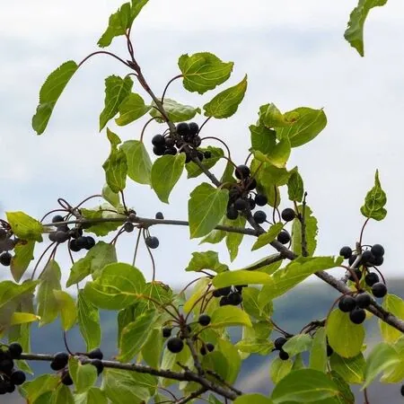 Rhamnus cathartica 5