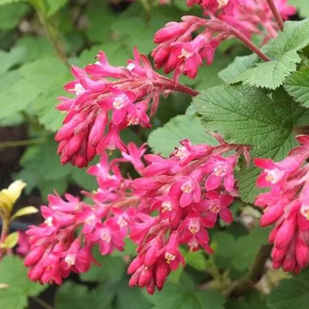 Ribes King Edward VII