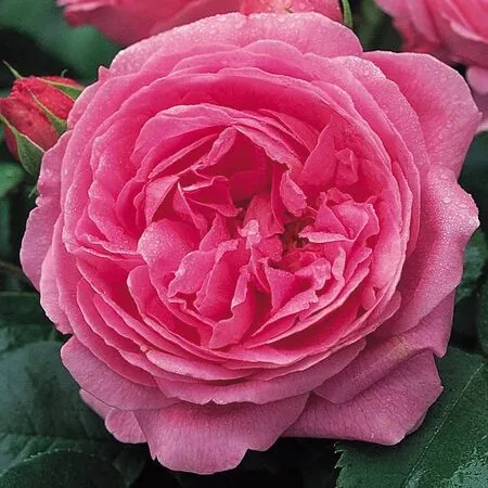 Rose 'Louise Odier'