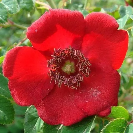 Rose 'Moyesii Geranium'