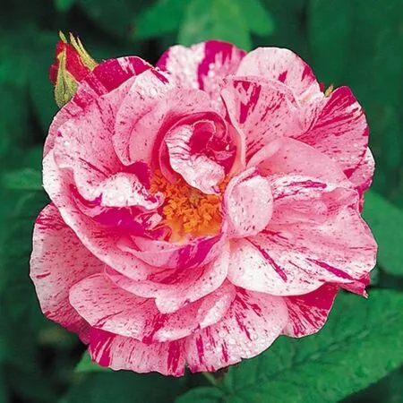 Rose 'Mundi' 7