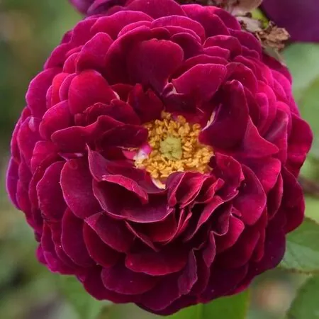 Rose 'Tuscany Superb'