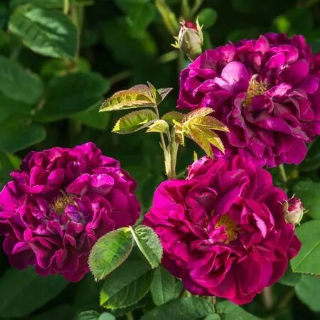 Rose 'Tuscany Superb' 2