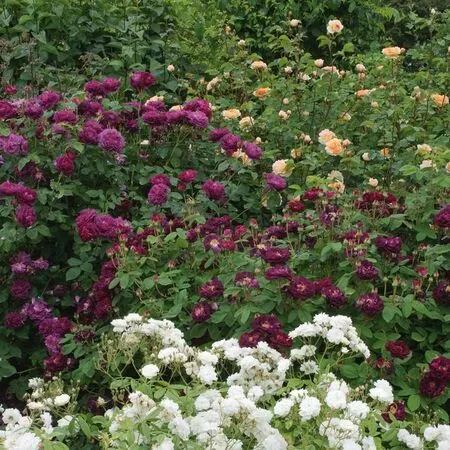 Rose 'Tuscany Superb' 3