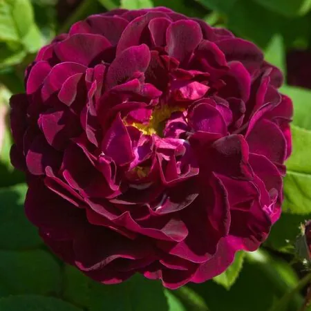 Rose 'Tuscany Superb' 4