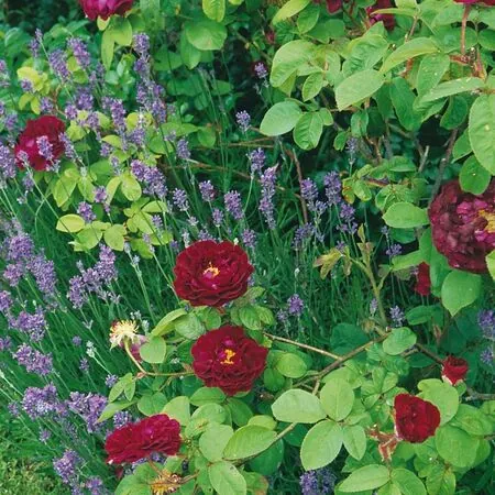 Rose 'Tuscany Superb' 5