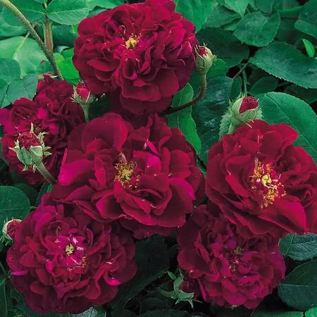 Rose 'Tuscany Superb' 6