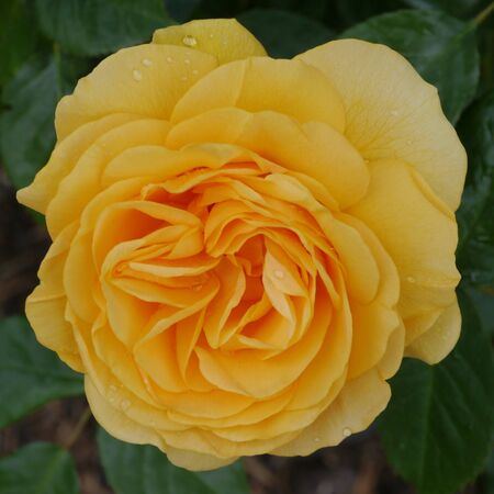 Rose 'Absolutely Fabulous' 2