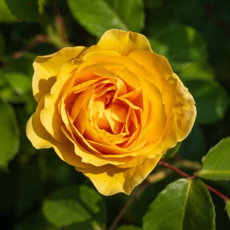 Rose 'Absolutely Fabulous' 3