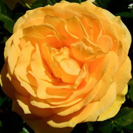 Rose 'Absolutely Fabulous' 4