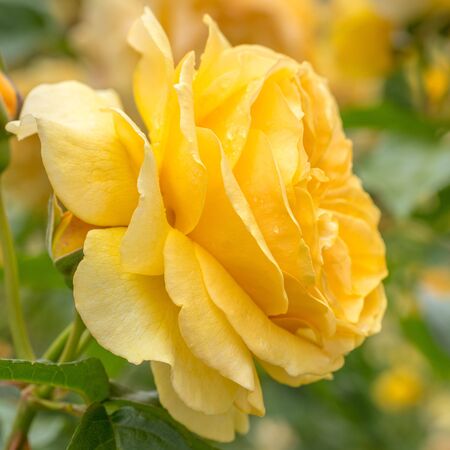 Rose 'Absolutely Fabulous' 5