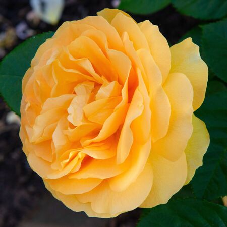 Rose 'Absolutely Fabulous' 7