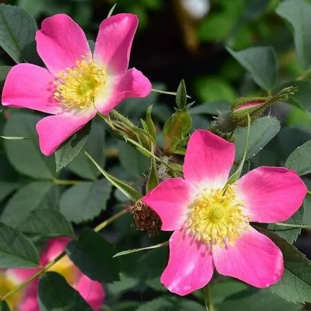 Rose Glauca 1