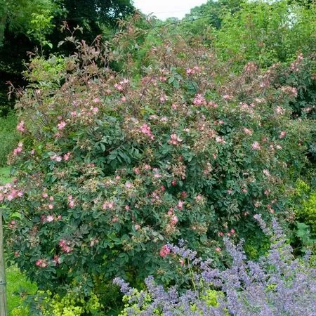 Rose Glauca 3