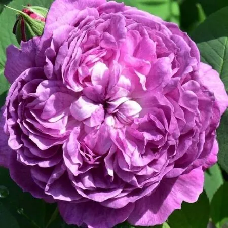 Rose Reine Des Violettes