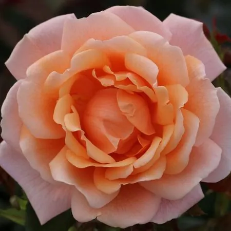 Rose Renaissance