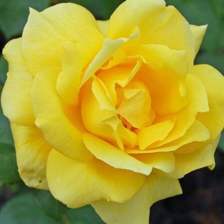 Rose Sunblest
