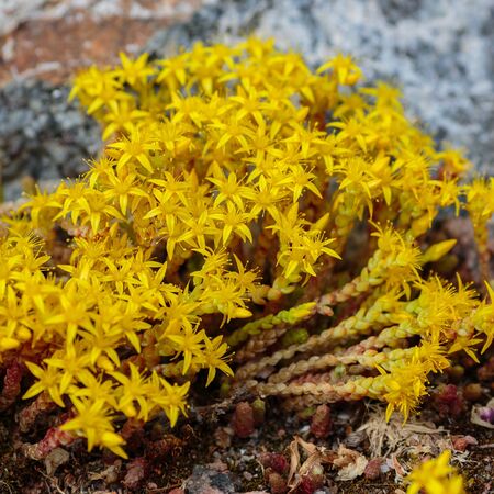Sedum acre Aureum 1