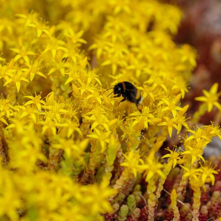 Sedum acre Aureum 2