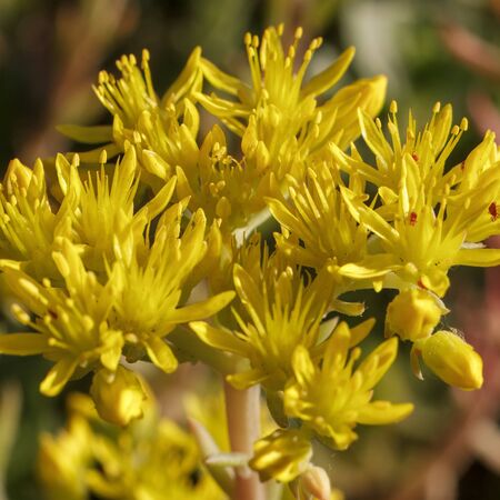 Sedum acre Aureum 3