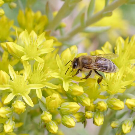 Sedum acre Aureum 5