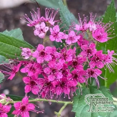 Spiraea Anthony Waterer 2