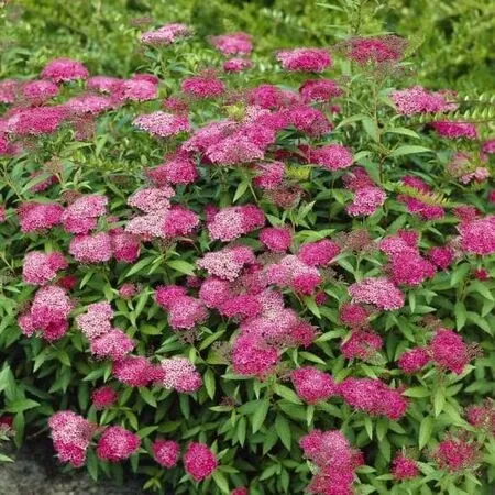 Spiraea Anthony Waterer 3