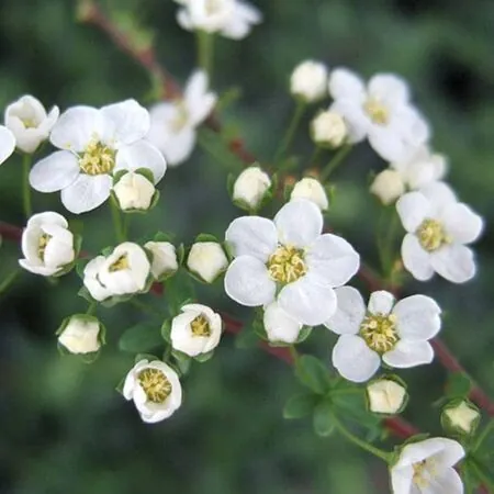 Spiraea Arguta 1