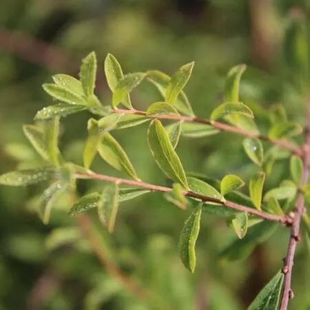 Spiraea Arguta 2