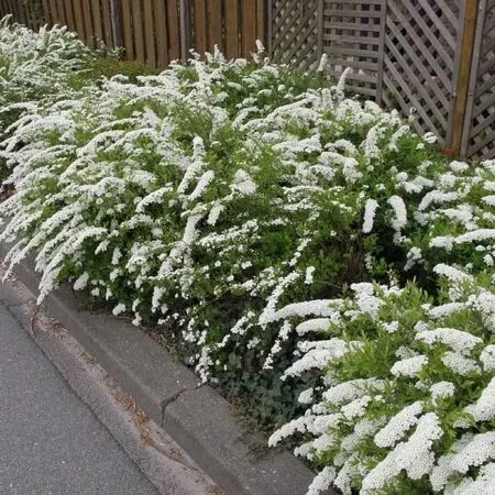 Spiraea Arguta 3