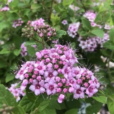 Spiraea Little Princess 1