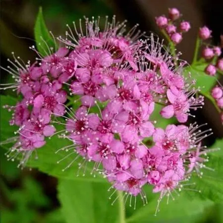 Spiraea Little Princess 2