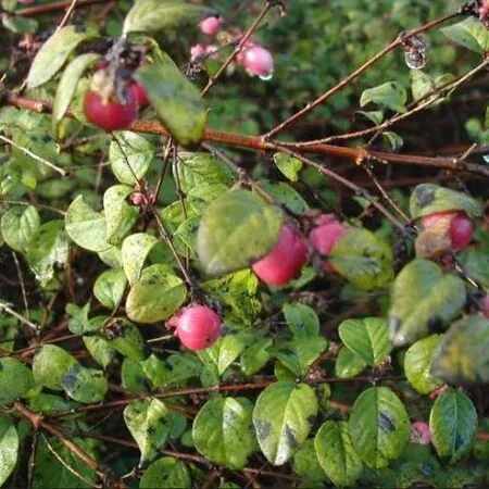 Symphoricarpos Hancock 2