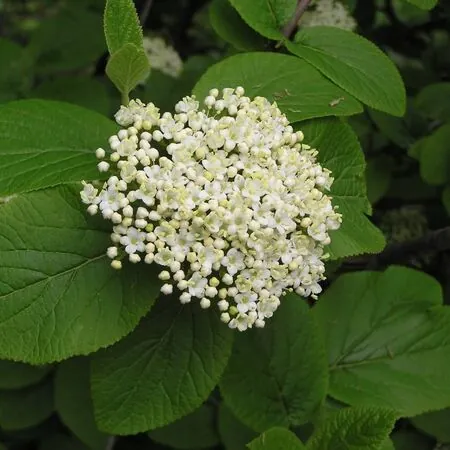 Viburnum Lantana 1